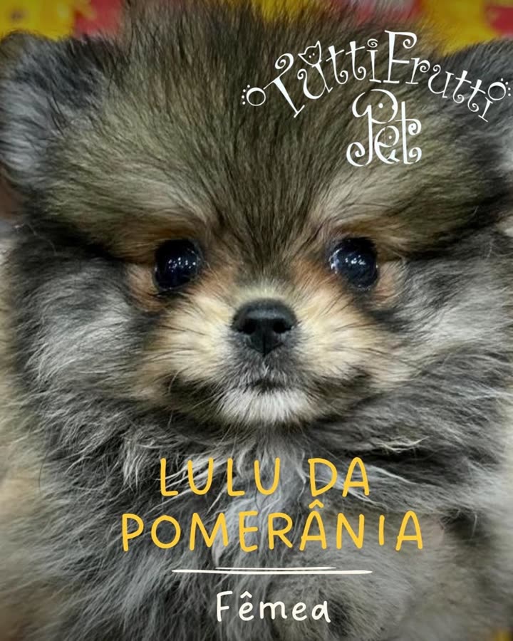 Lulu da Pomerânia, fêmea
