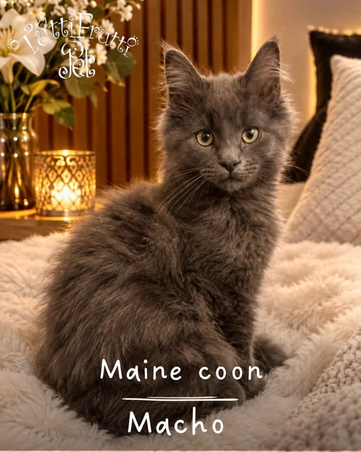 Maine Coon, macho