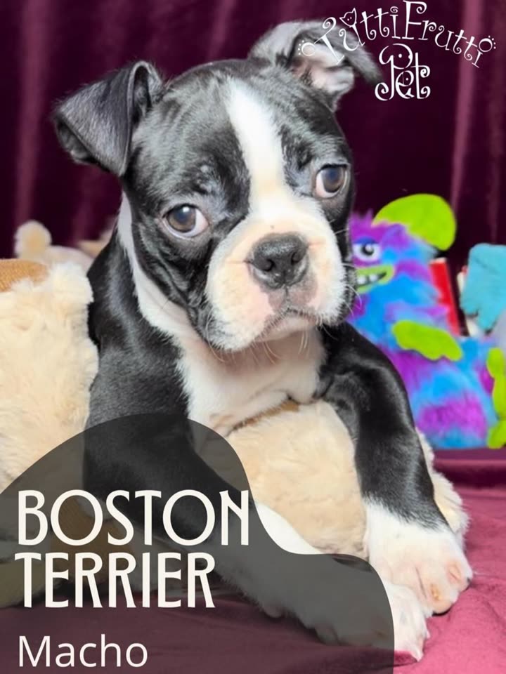 Boston Terrier, macho