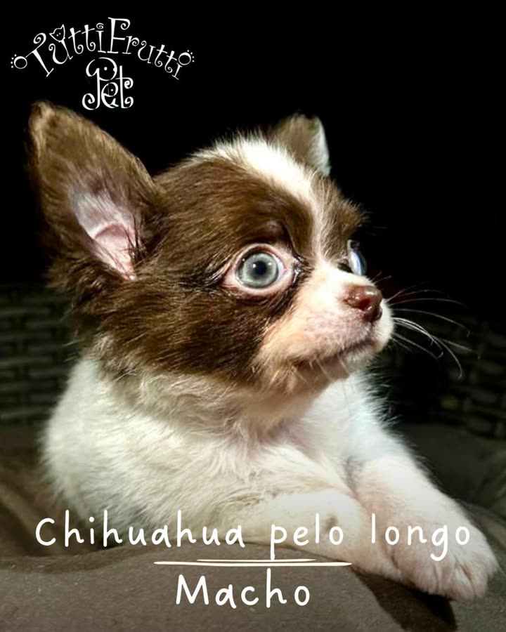 Chihuahua de pelo longo, macho