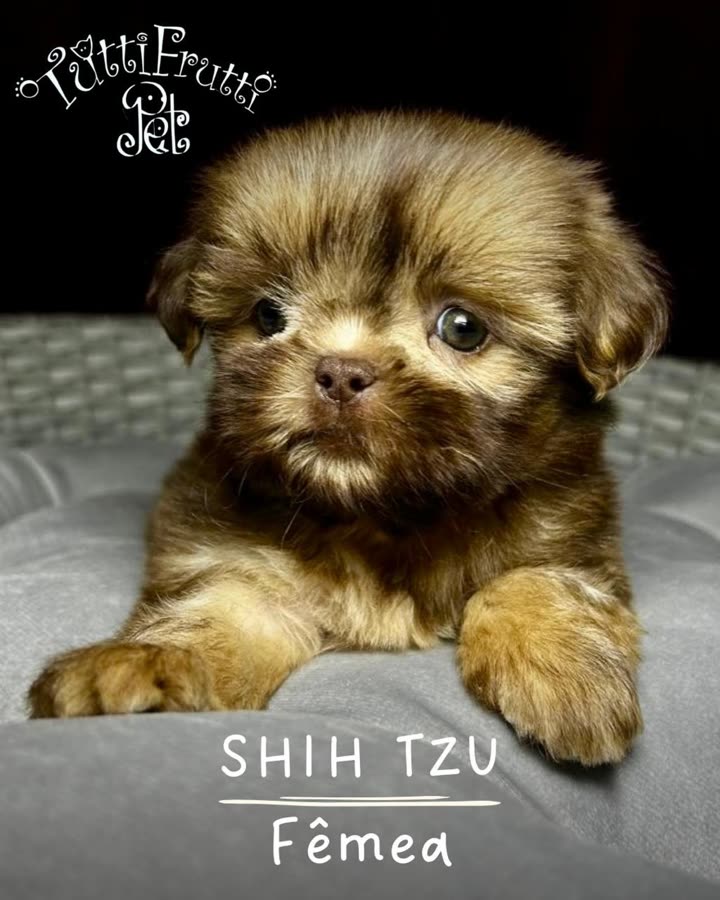 Shih Tzu, fêmea