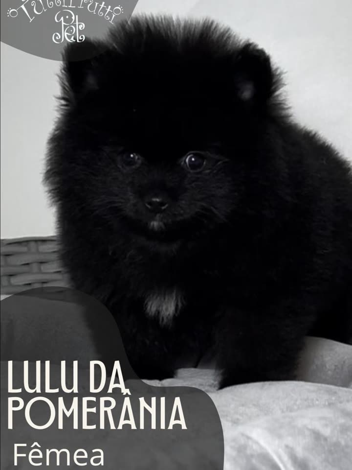 Lulu da Pomerânia preta, fêmea
