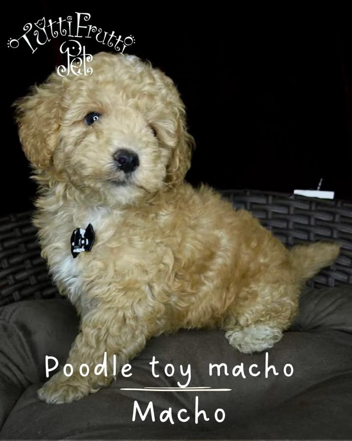 Poodle Toy, macho