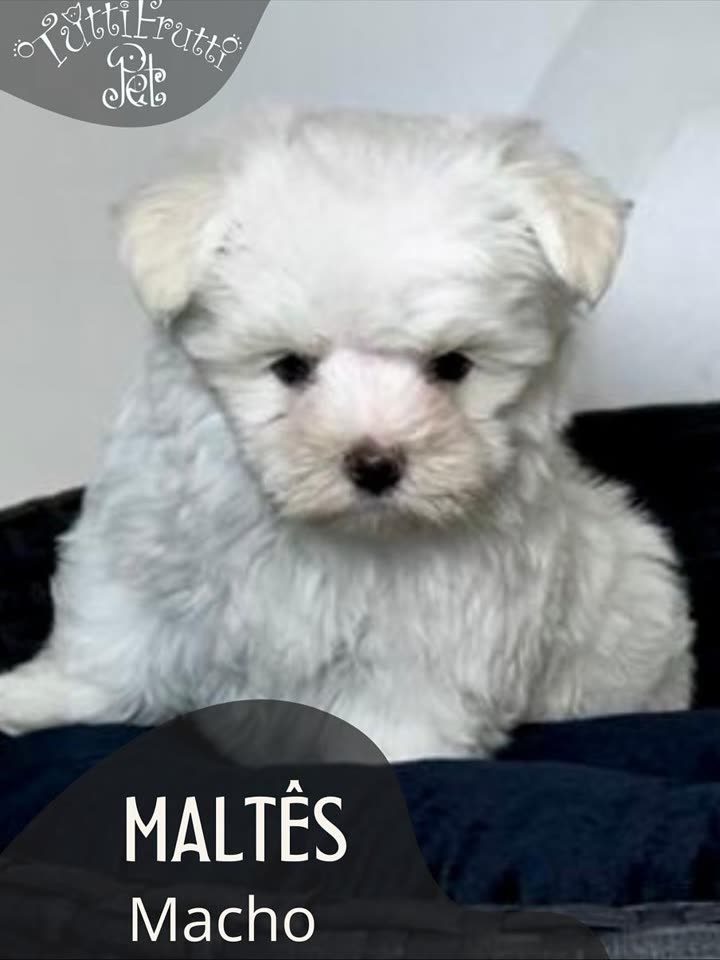 Maltês, macho